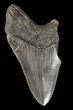 Partial, Megalodon Tooth - Sharp Serrations #61662-1